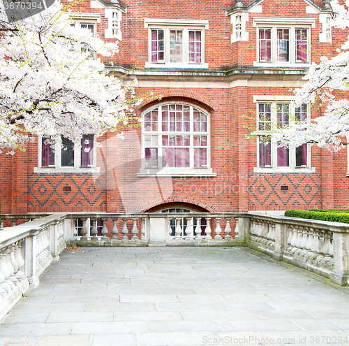 Image of tree  window in europe london  red brick wall     and      histo