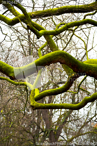 Image of park in london    old dead tree 