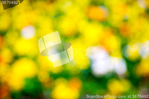 Image of  white in london yellow flower  background