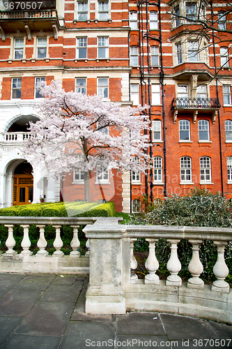 Image of tree  window in  red brick wall     and      historical 