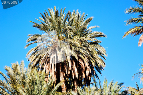 Image of tropical palm in morocco  the sky
