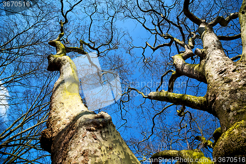 Image of park in london spring  