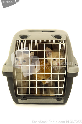 Image of Kittens in transport box isolated on white background
