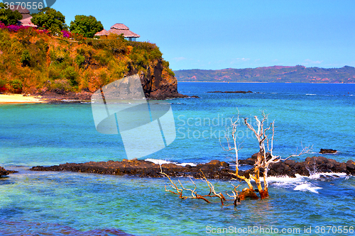 Image of andilana beach seaweed  indian 