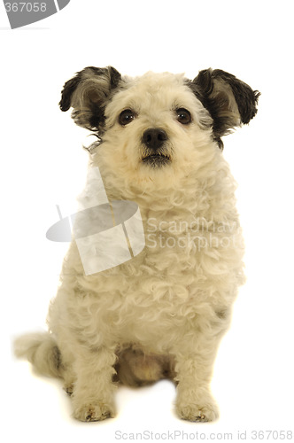 Image of Small dog sitting on white background