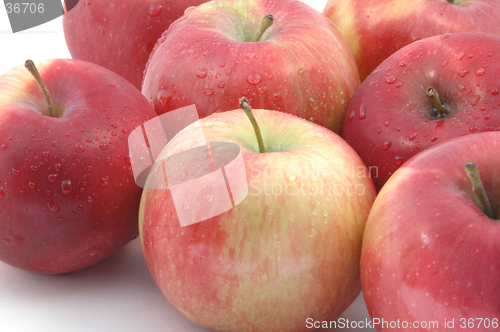 Image of mcintosh apples horizontal