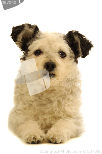 Image of Small dog resting on white background