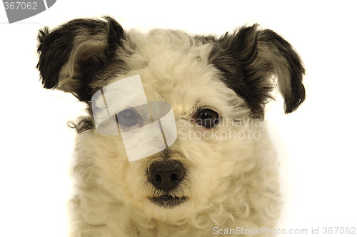 Image of Dog face on white background