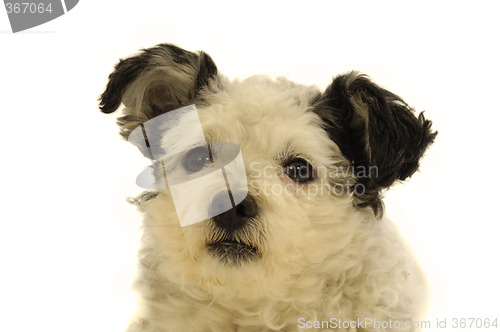 Image of Dog face on white background