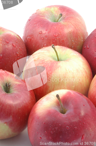 Image of mcintosh apples vertical group