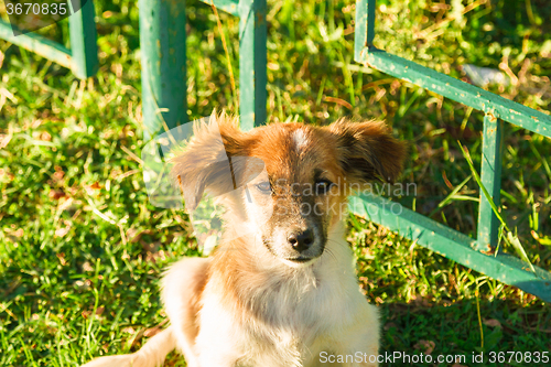 Image of Portrait of a little puppy