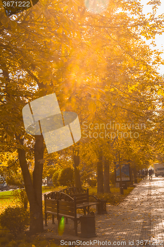 Image of The city park