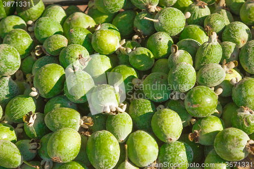 Image of The fruits of feijoa plants   