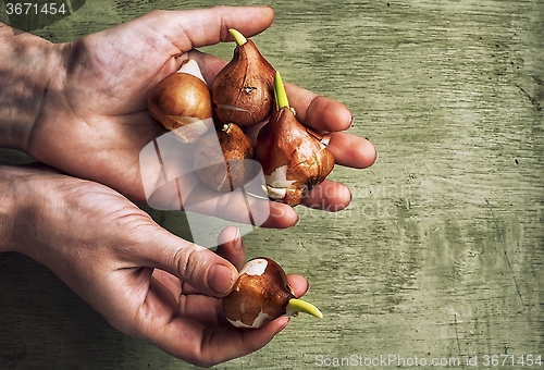 Image of hands with the bulbs