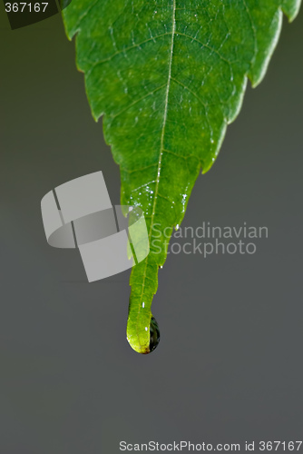 Image of water drop on leaf