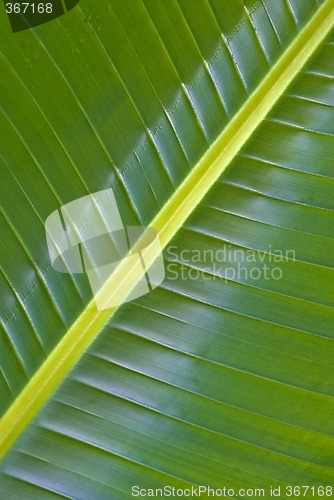 Image of palm leaf