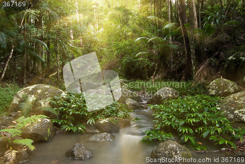 Image of rainforest rays