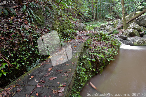 Image of rainforest