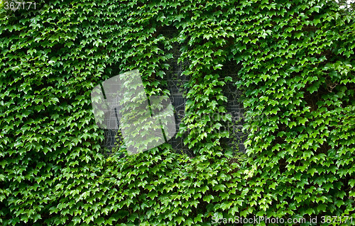 Image of covered in ivy