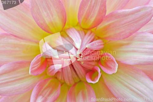 Image of pink chrysanthemum flower