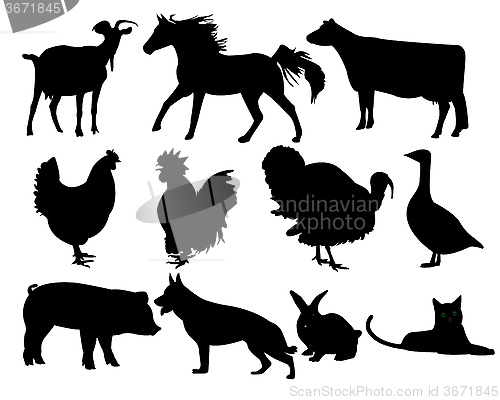 Image of animals