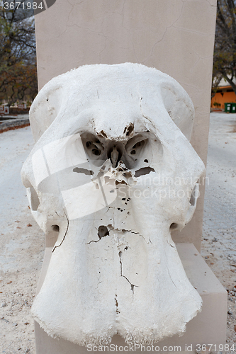 Image of Elephant Skull in etosha national park