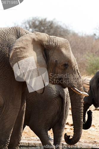 Image of African elephants at a waterhole