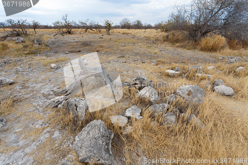 Image of landscape namibia game reserve