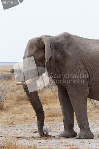 Image of big african elephants on Etosha national park