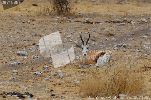 Image of Springbok Antidorcas marsupialis