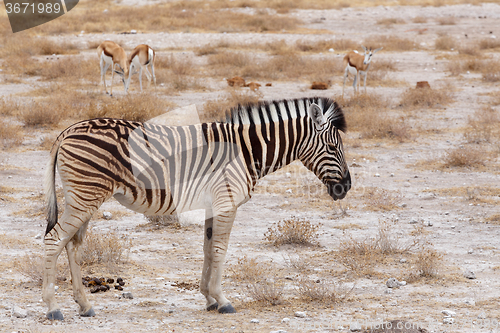 Image of Zebra in african bush