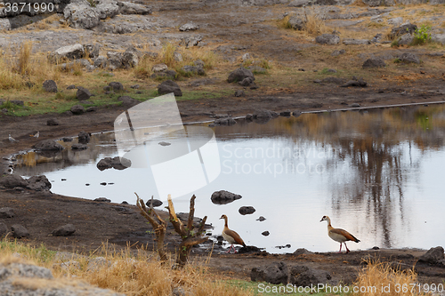 Image of Egyptian Goose in etosha