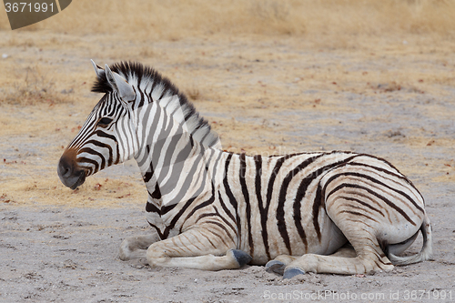 Image of Young zebra in african bush