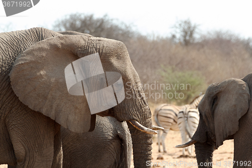 Image of African elephants at a waterhole