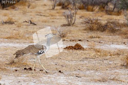 Image of Kori Bustard in african bush