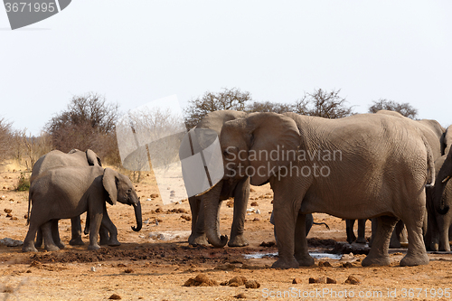 Image of herd of African elephants at a waterhole