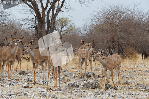 Image of herd of Kudu on way to waterhole