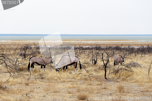 Image of Oryx gazella in etosha