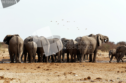 Image of herd of African elephants at a waterhole