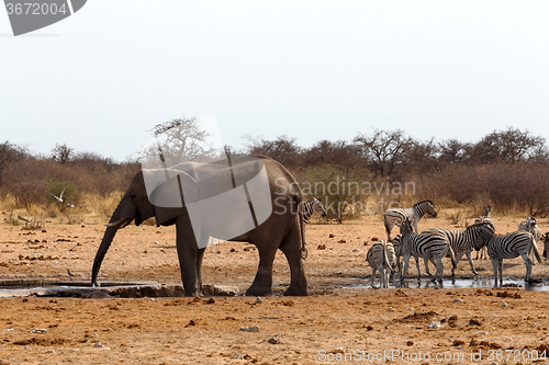 Image of herd of African elephants at a waterhole