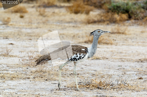 Image of Kori Bustard in african bush