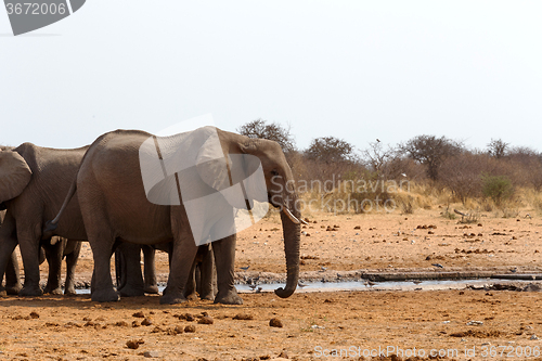 Image of herd of African elephants at a waterhole