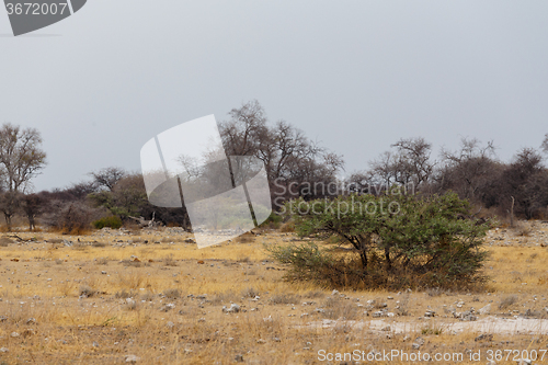 Image of landscape namibia game reserve