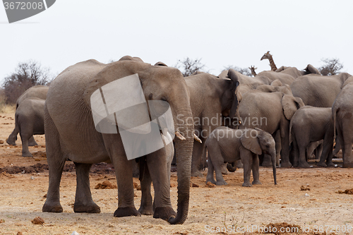 Image of herd of African elephants at a waterhole