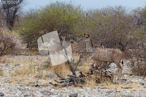 Image of herd of Kudu on way to waterhole