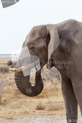 Image of big african elephants on Etosha national park