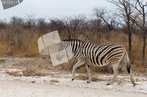 Image of Zebra in african bush