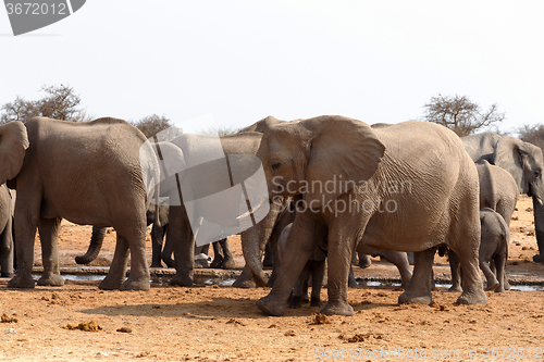 Image of herd of African elephants at a waterhole