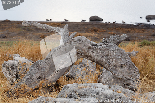 Image of landscape namibia game reserve