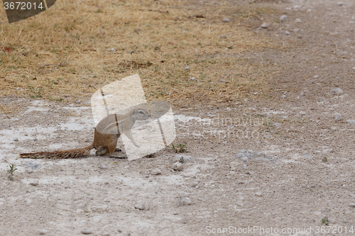 Image of South African ground squirrel Xerus inauris